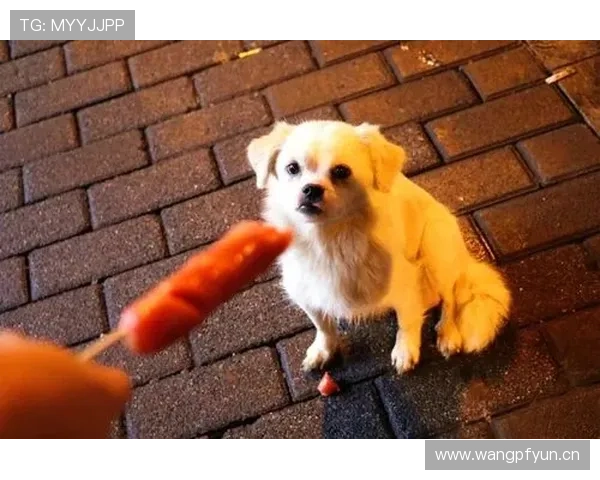 张琳芃家的狗都吃进口粮，我还在纠结外卖满减